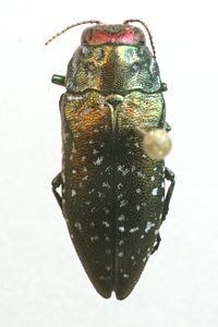 Diphucrania niveosparsa, SAMA 25-018997, male, on Acacia stenophylla, LE